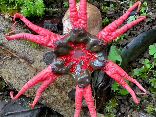 View Aseroe rubra species page