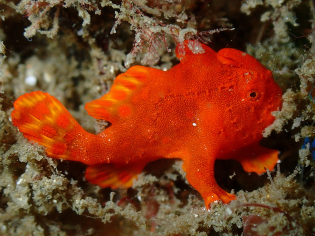 View Antennarius pictus species page