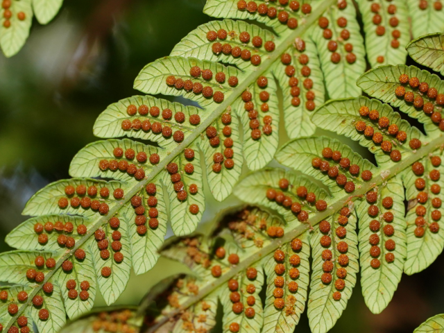 View Cyathea australis species page