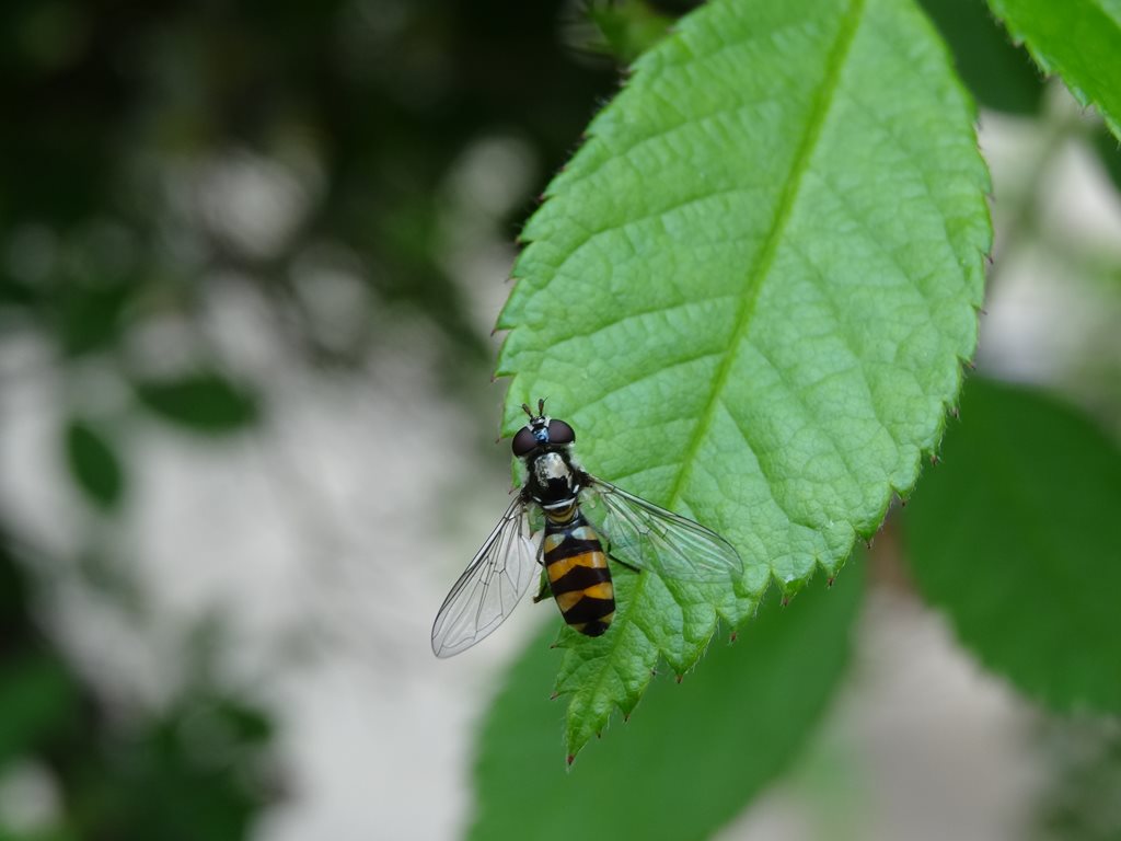 This image has an empty alt attribute; its file name is Melangyna-viridiceps-Hoverfly-by-Manu-Saunders-CC.jpg