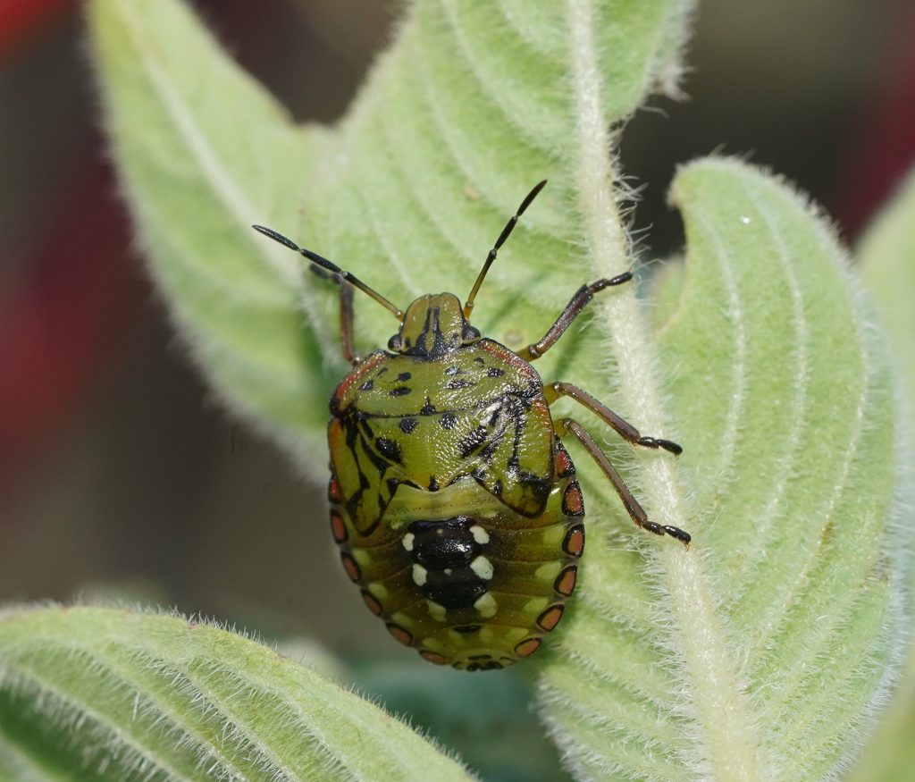 This image has an empty alt attribute; its file name is Nezara-viridula-Green-Vegetable-Bug-by-Reiner-Richter-CC-BY-4.0-observations_32203295-1024x875.jpg