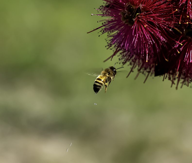 Image of European Honey Bee