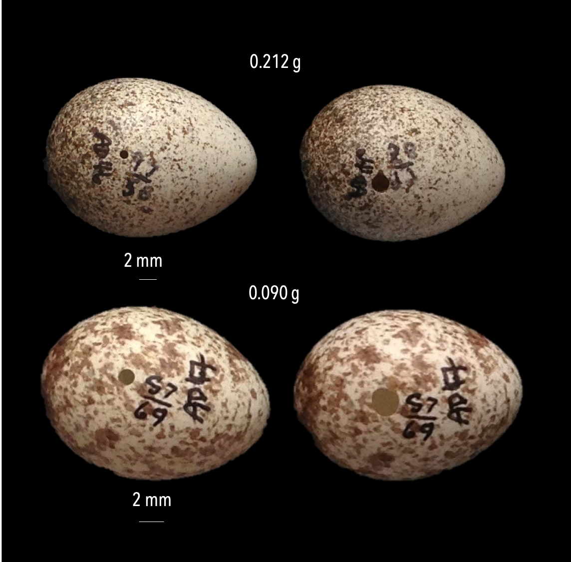 DNA key to identifying eggs in museum collections Atlas of Living