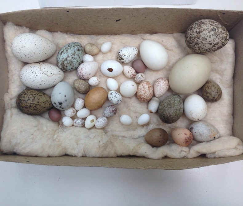 Bird eggs in a tray