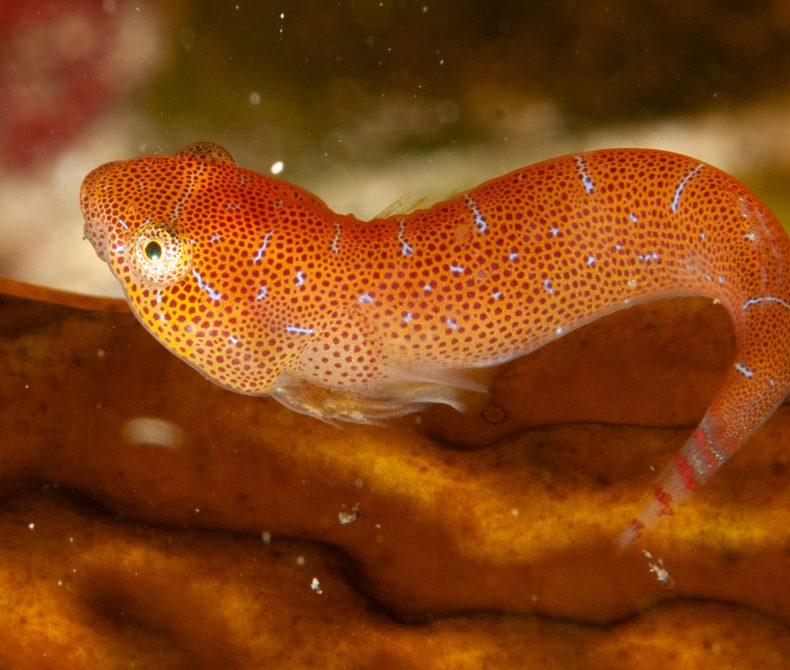 Image of orange fish