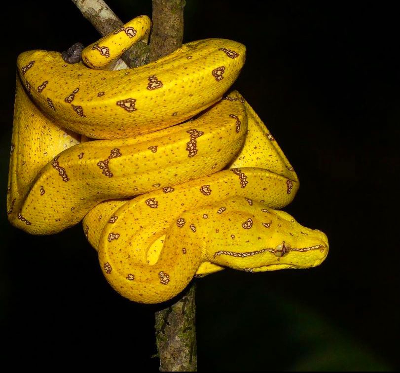Morelia viridis, a green tree python - juvenile (yellow)