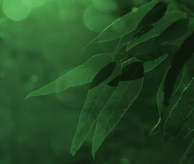 green stylised image of leaves