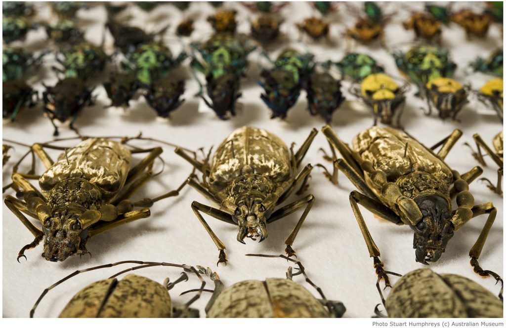 rows of beetles (various species)