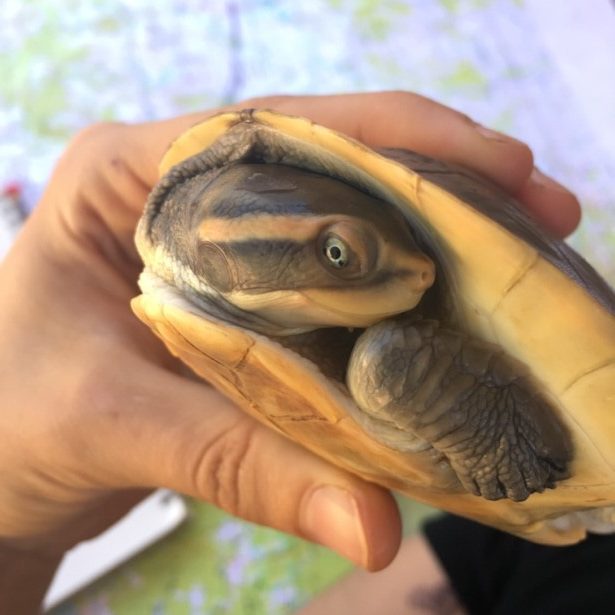 small turtle 