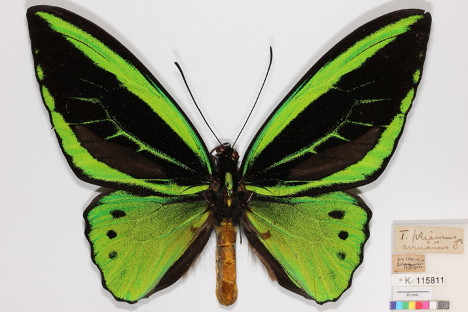 butterfly next to a handwritten label 