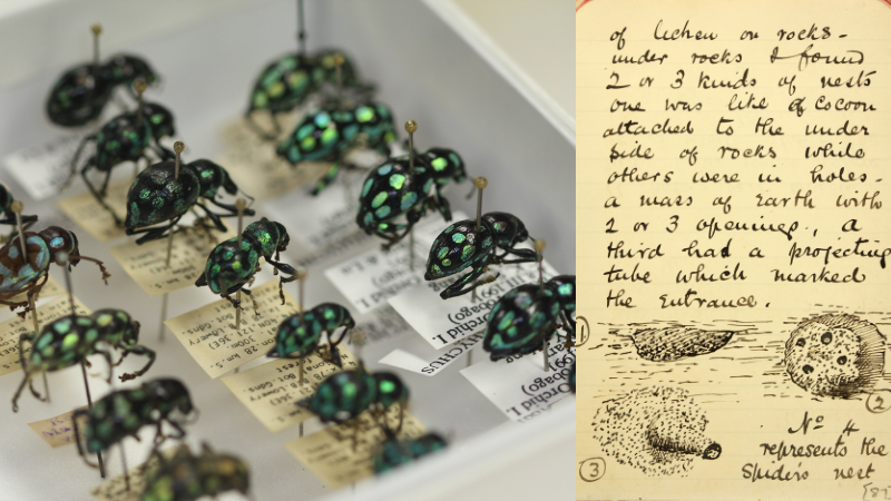 insect specimens with handwritten labels; handwritten field notes