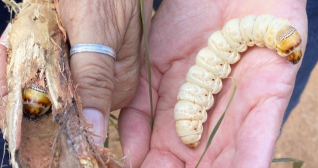 Baardi (Witchetty Grub, Endoxyla)