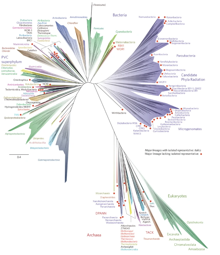 tree of life diagram