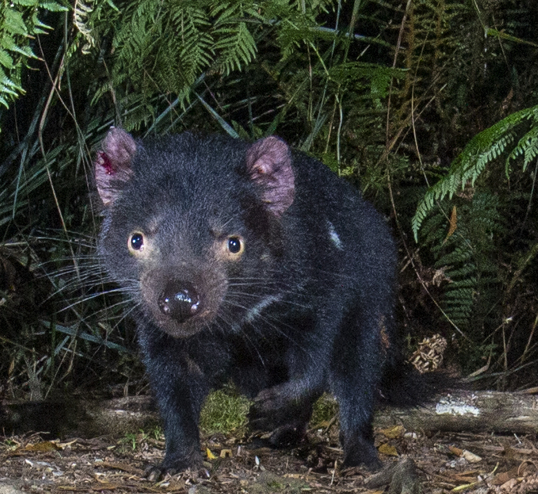 Tasmanian devil