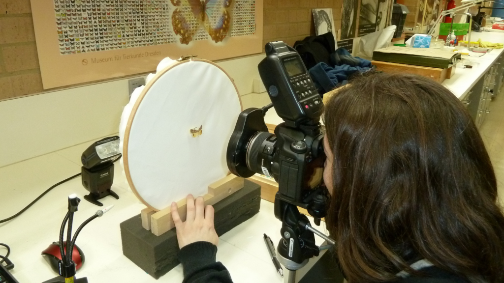 assistant photographing a specimen