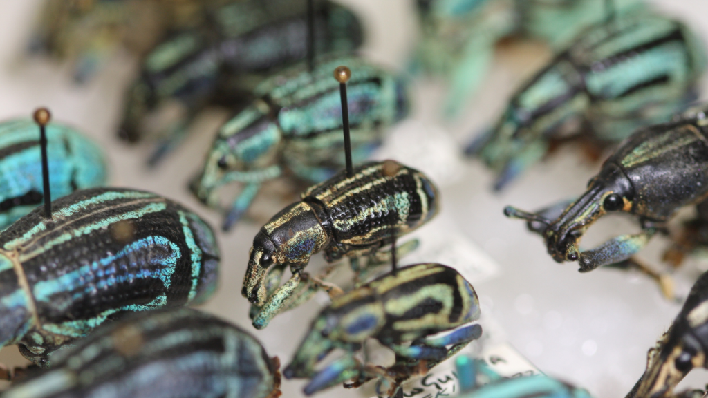 colourful specimens in an insect collection