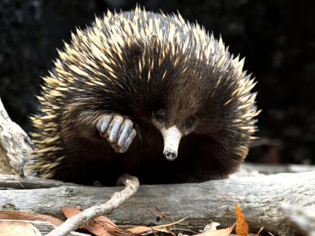 Bigibila / Gadhuu / Nhimaylii / Nyingarn / Woobaar (Tachyglossus aculeatus)