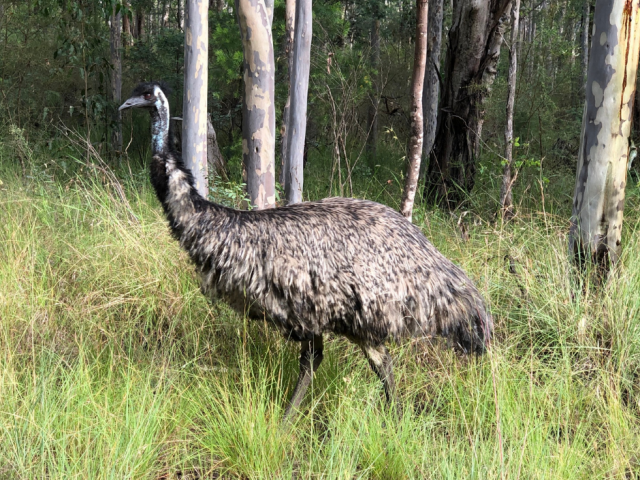 Bagabaga / Barrgay / Dhinawan / Waitj (Dromaius novaehollandiae)