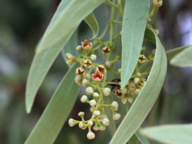 Guwadhaa / Kwaandong / Wolgol (Santalum acuminatum)