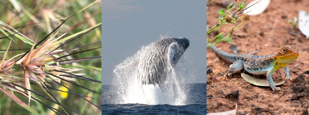 Three nature images. left: close up of kangaroo grass, middle: a humpback whale breaching, right: a colourful lizard (painted dragon) in the desert