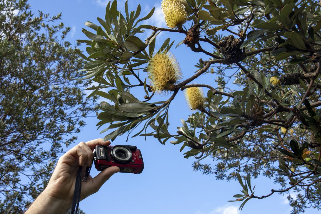 hand taking photo with red camera of a banksia 