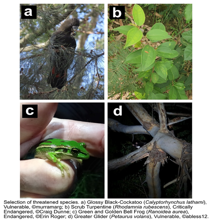 4 images of the different species found in 2022 BioBlitz including Glossy Black Cockatoo, Scrub Turpentine, Green & Gold Bell Frog and Greater Glider