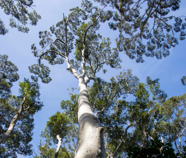 Treetops and blue sky