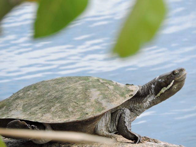 Macquarie River Turtle (Emydura macquarii)