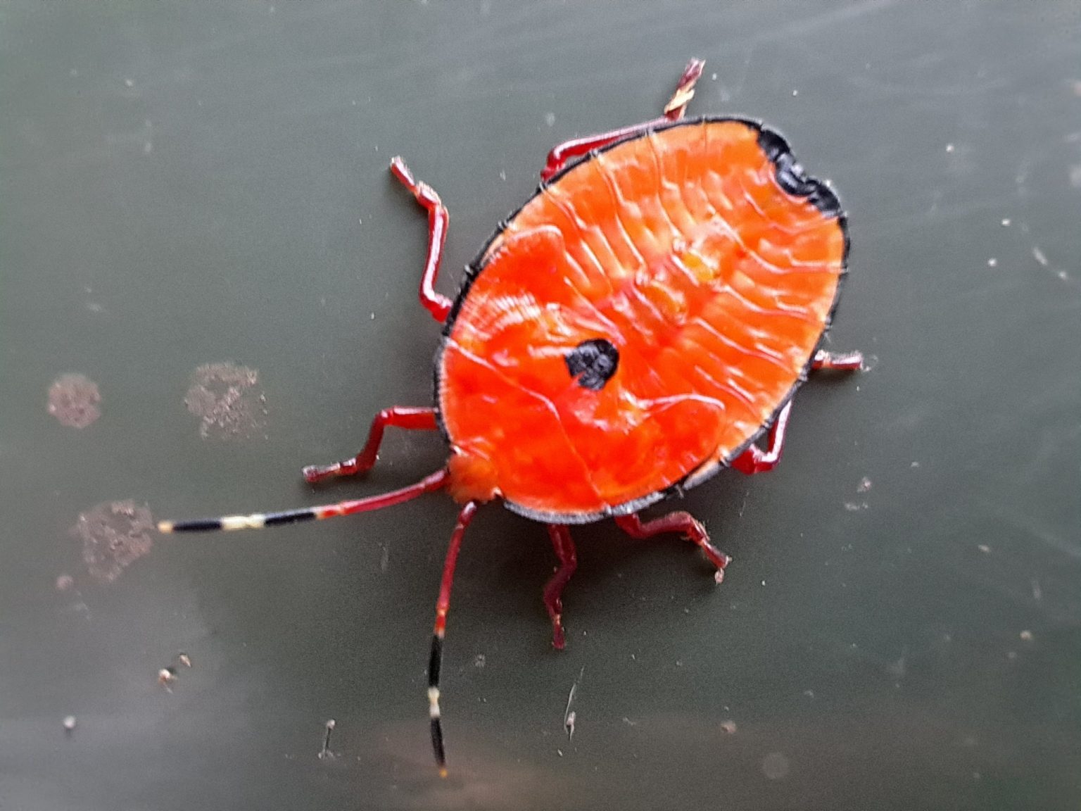Spooky Species Atlas of Living Australia