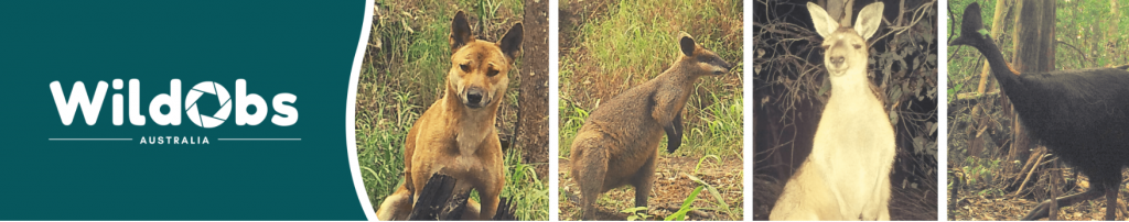 green banner reading "WildObs Australia" with a picture of a dingo, a wallaby, a kangaroo and a cassowary.