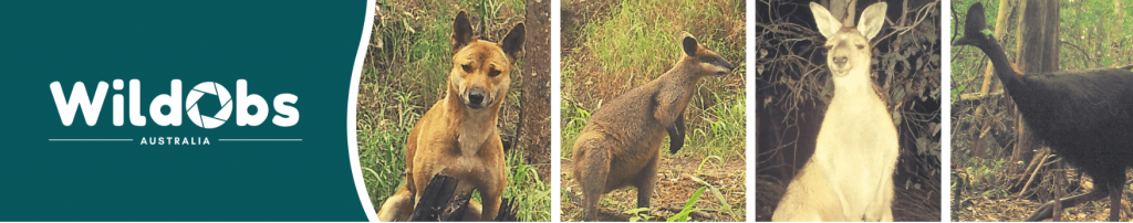 green banner reading "WildObs Australia" with a picture of a dingo, a wallaby, a kangaroo and a cassowary. 