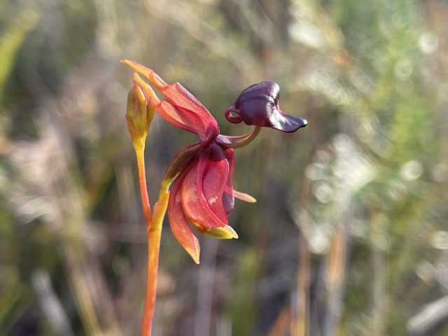 Duck Orchid (Caleana major)