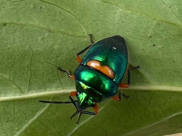 Green Jewel Bug (Lampromicra senator)