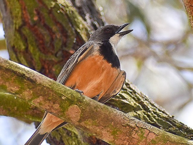 Mulindjal / Nyuritj / Rufous Whistler (Pachycephala (Alisterornis) rufiventris)