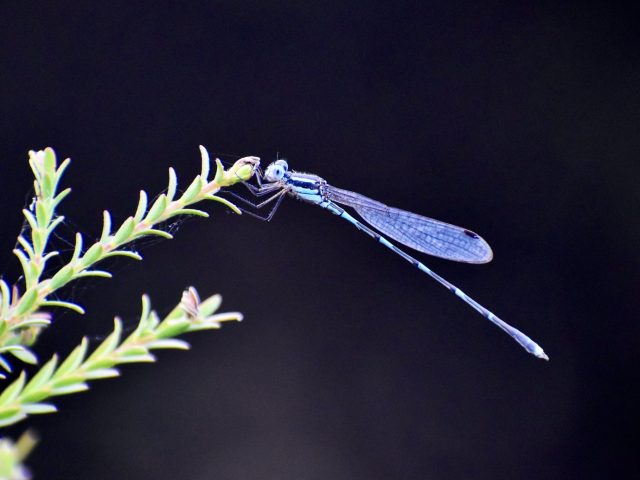 Wandering Ringtail (Austrolestes leda)