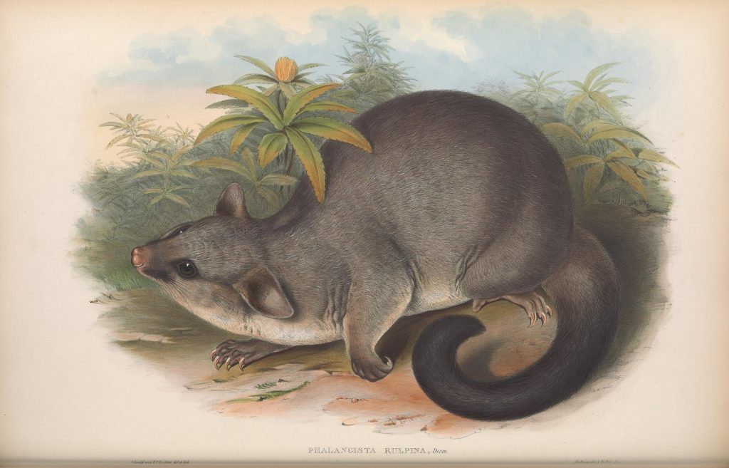 Illustration of a ring-tailed possum