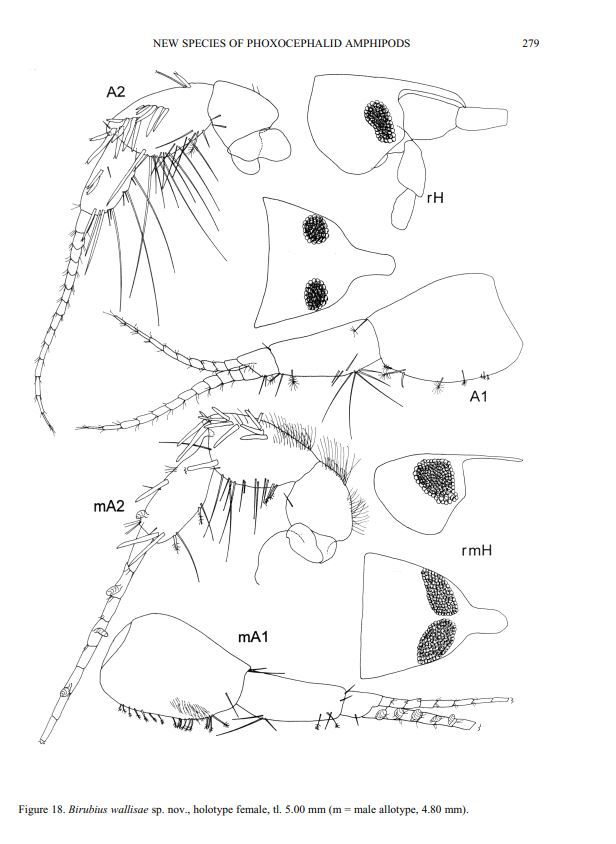 Scientific drawing of the Amphipod named after Ely