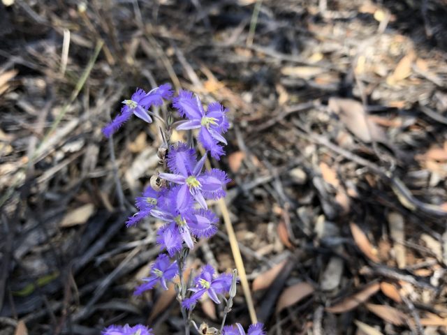 Mallee Fringe Lily (Thysanotus baueri )
