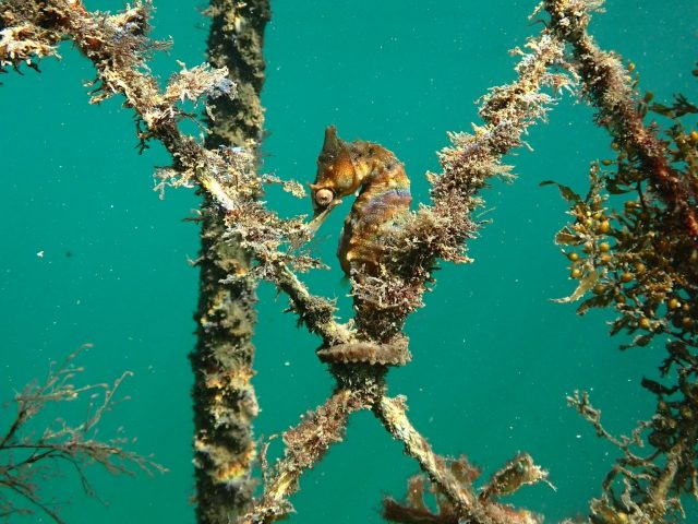 White’s Seahorse (Hippocampus whitei)