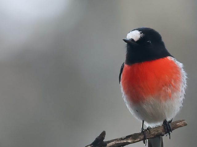 Scarlet Robin (Petroica boodang)