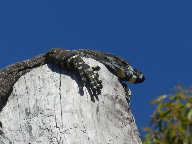 Lace Monitor (Varanus varius)