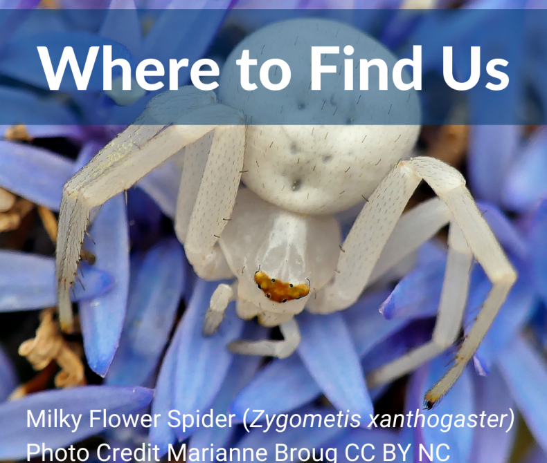 White spider on blue flowers with text that reads where to fund us