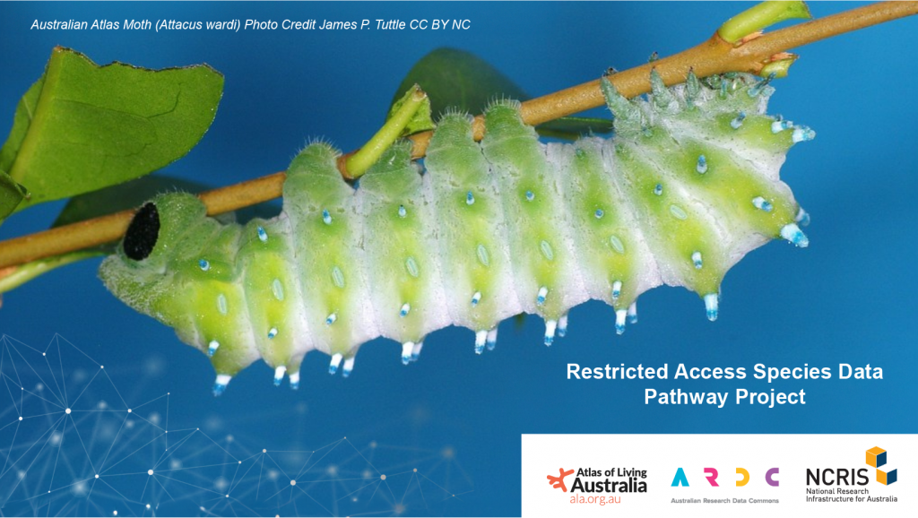 Green caterpillar on a blue background with the ALA, ARDC and NCRIS logos
