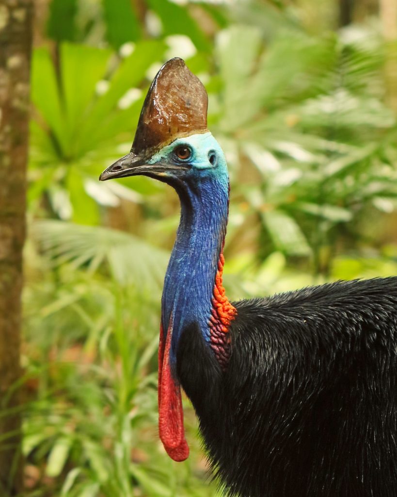 Cassowary Bird Cassowary Bird