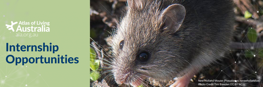 banner with ALA logo and photo of a small native mouse (New Holland Mouse). Text reads: Internship Opportunities