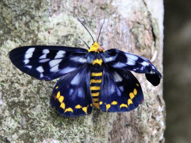 Four O'Clock Moth (Dysphania numana)