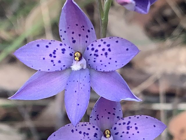 Dotted Sun Orchid (Thelymitra ixioides)