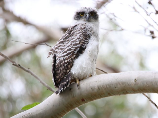 Powerful Owl (Ninox (Rhabdoglaux) strenua)