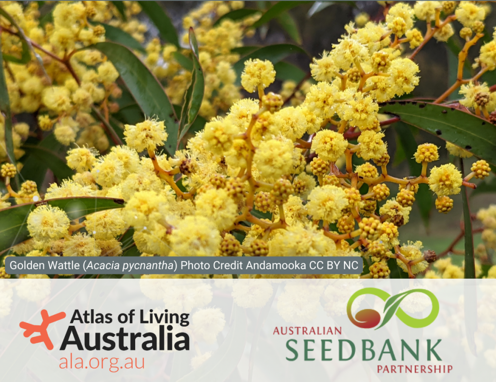 Golden wattle with the ALA and ASBP logos