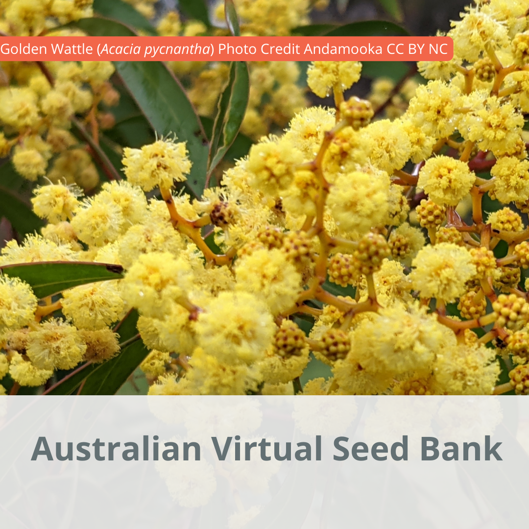 Australian Virtual Seed Bank Atlas of Living Australia
